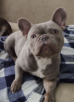 French bulldog puppy