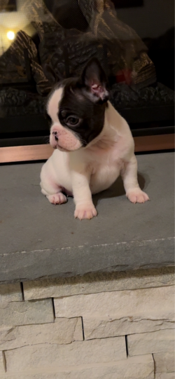 small female 6wks old 3500. black & white