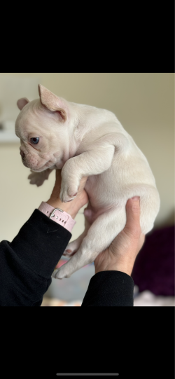 lilac platinum boy with light colored eyes, Beautiful Ready to go home 3500.